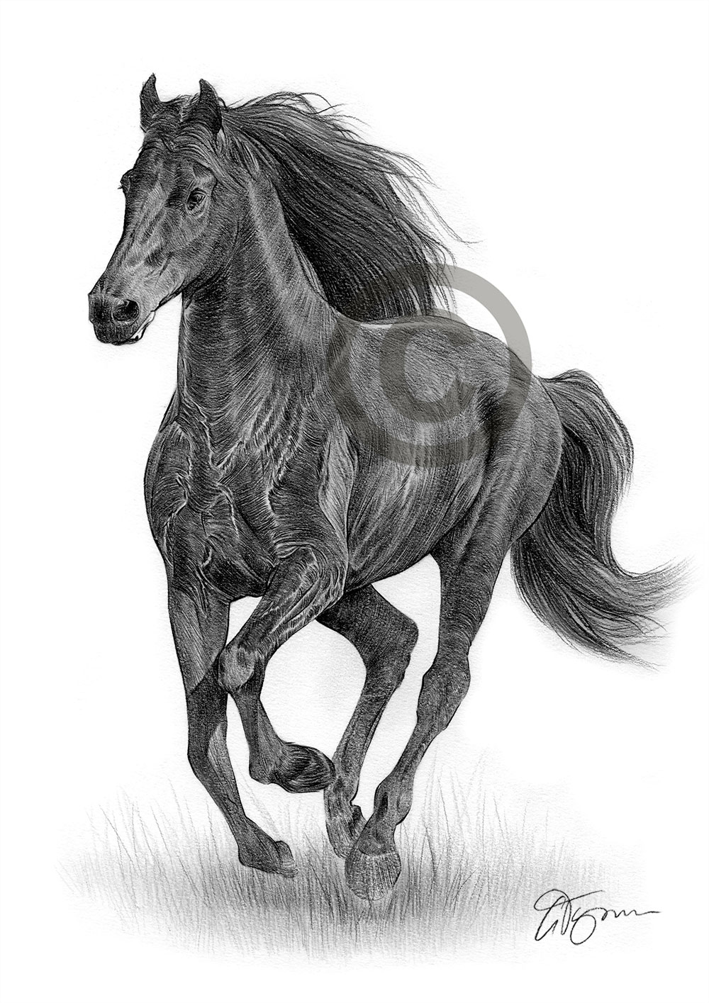 Pencil drawing of a friesian horse Pencil drawing of a friesian horse by artist Gary Tymon