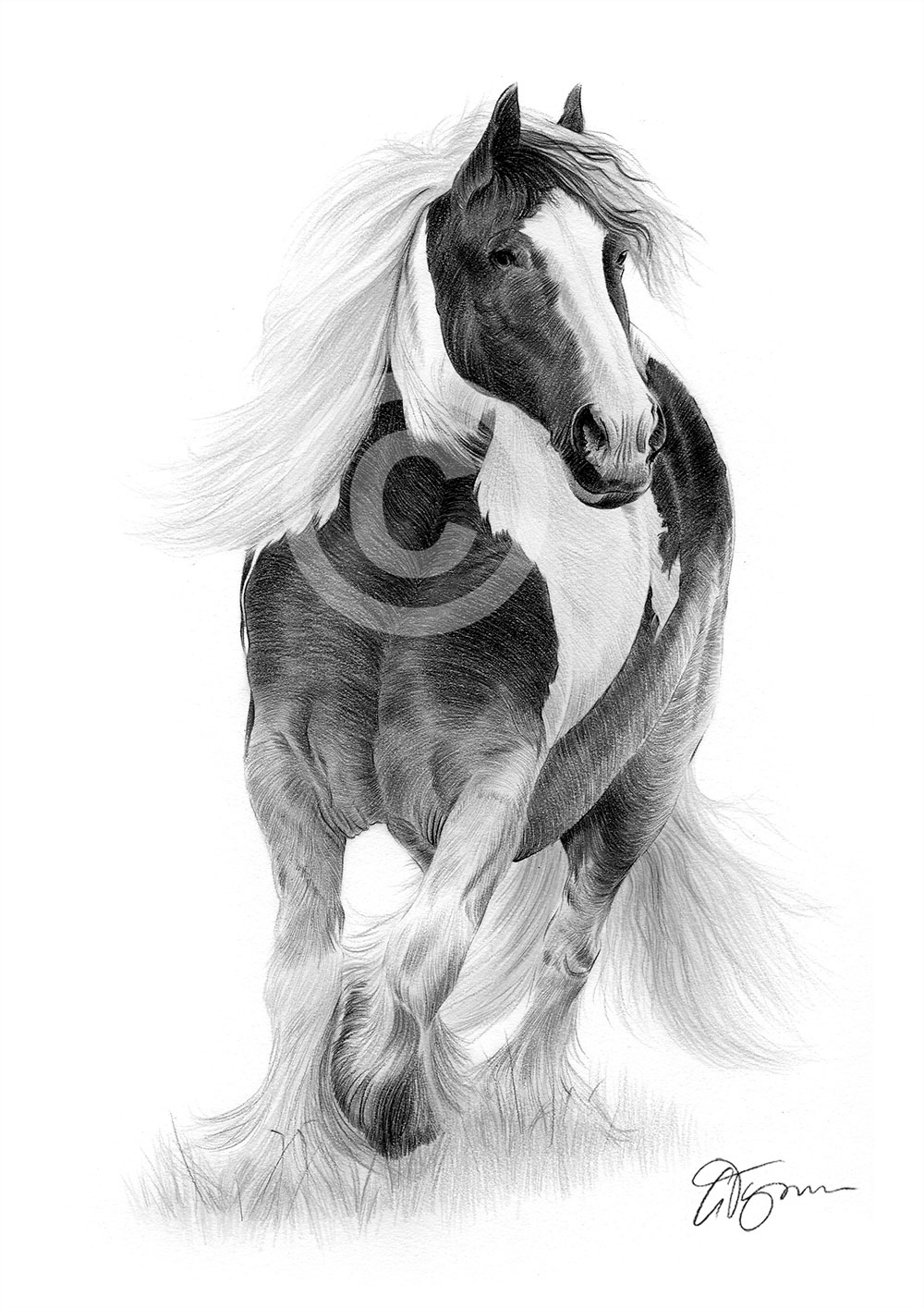 Pencil drawing of a gypsy cob Pencil drawing of a gypsy cob by artist Gary Tymon