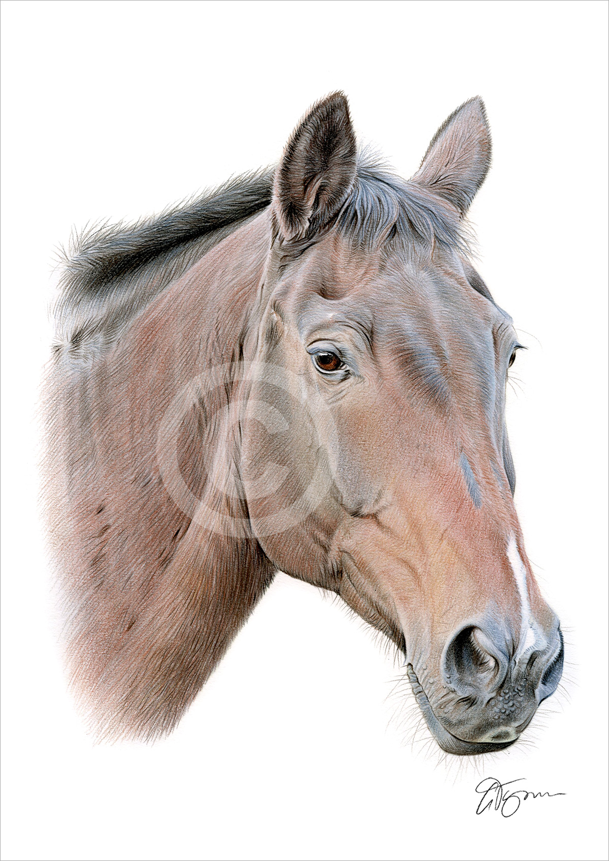 Colour pencil drawing of a brown horse Colour pencil drawing of a brown horse by artist Gary Tymon