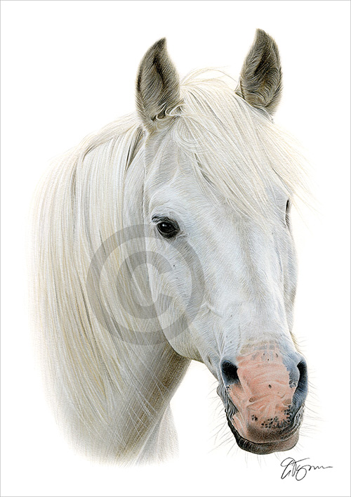 Pencil drawing of a white horse in colour