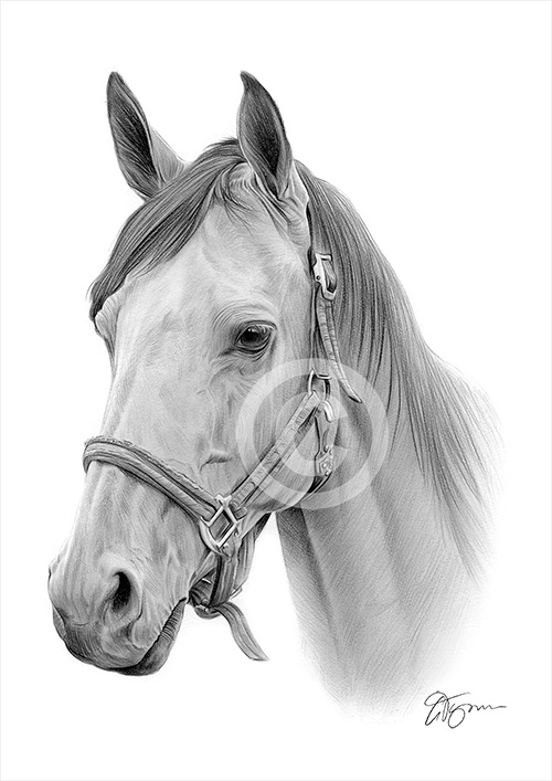 Pencil drawing of a horse
