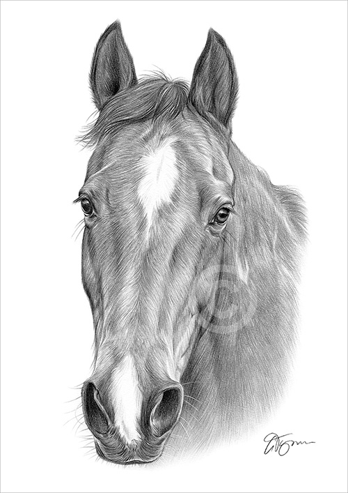 Pencil drawing of a brown horse