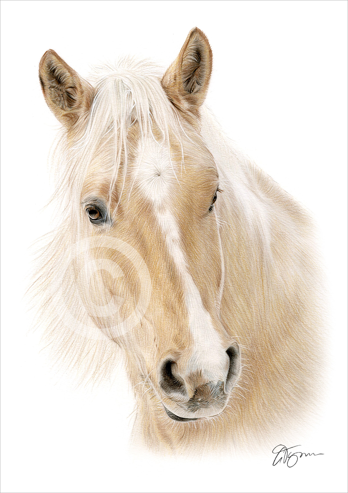 Pencil drawing of a Palomino Horse Pencil drawing of a Palomino Horse by artist Gary Tymon