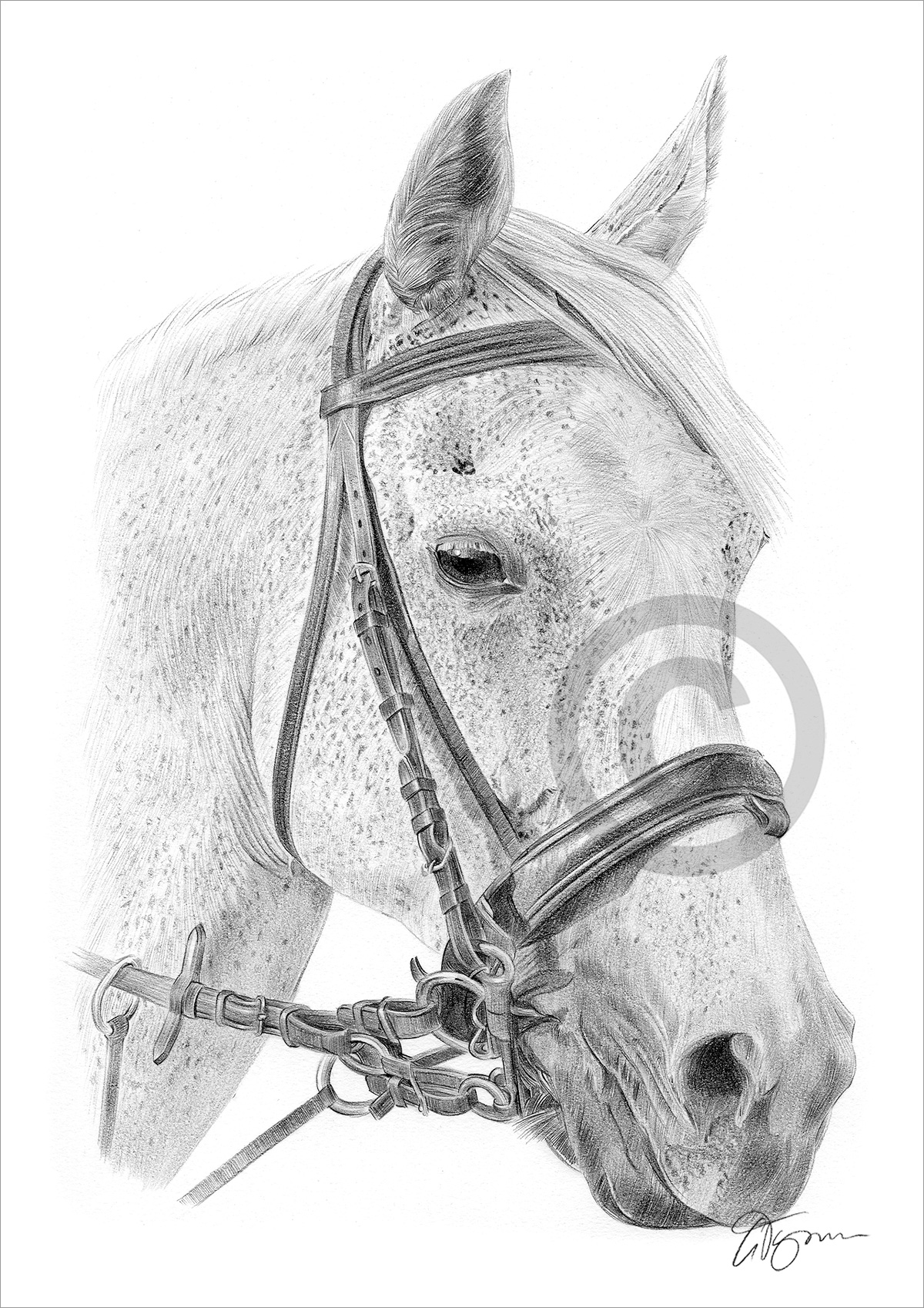 2246 Horse Profile Sketch Images Stock Photos  Vectors  Shutterstock