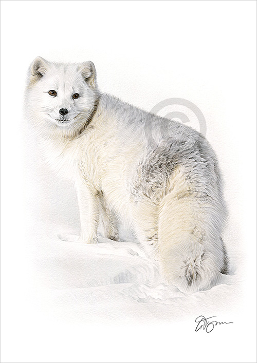Colour pencil drawing of an Arctic Fox