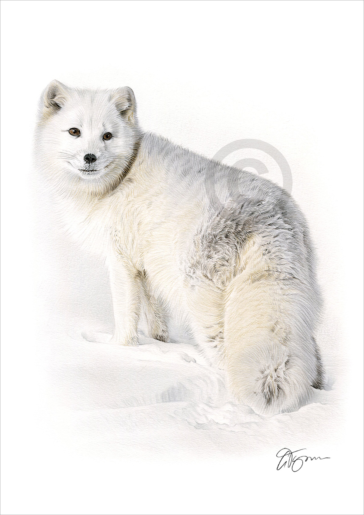 Pencil drawing of an arctic fox by artist Gary Tymon