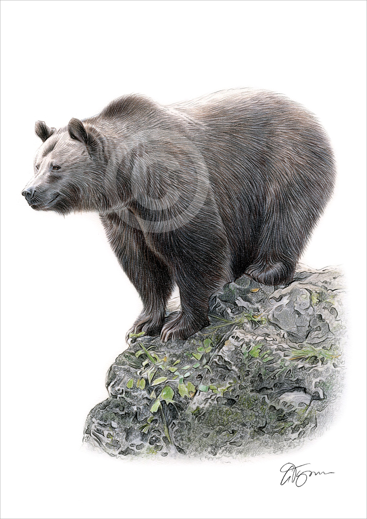 Colour pencil drawing of a Brown Bear by artist Gary Tymon