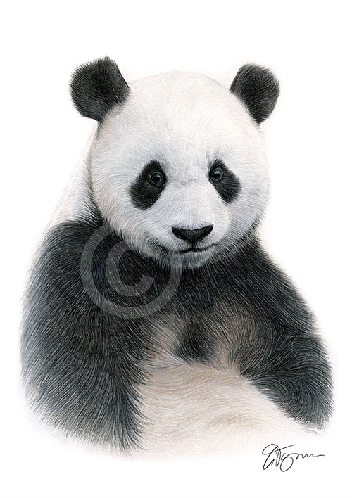 Pencil drawing of a Giant Panda in colour