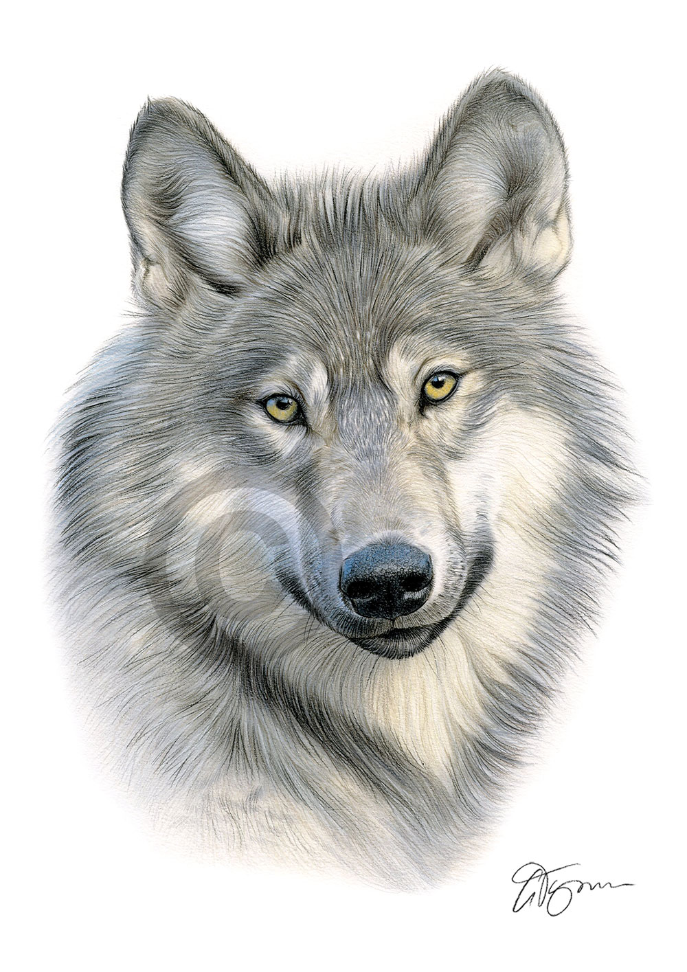 Colour pencil drawing of a Grey Wolf Colour pencil drawing of a Grey Wolf by artist Gary Tymon