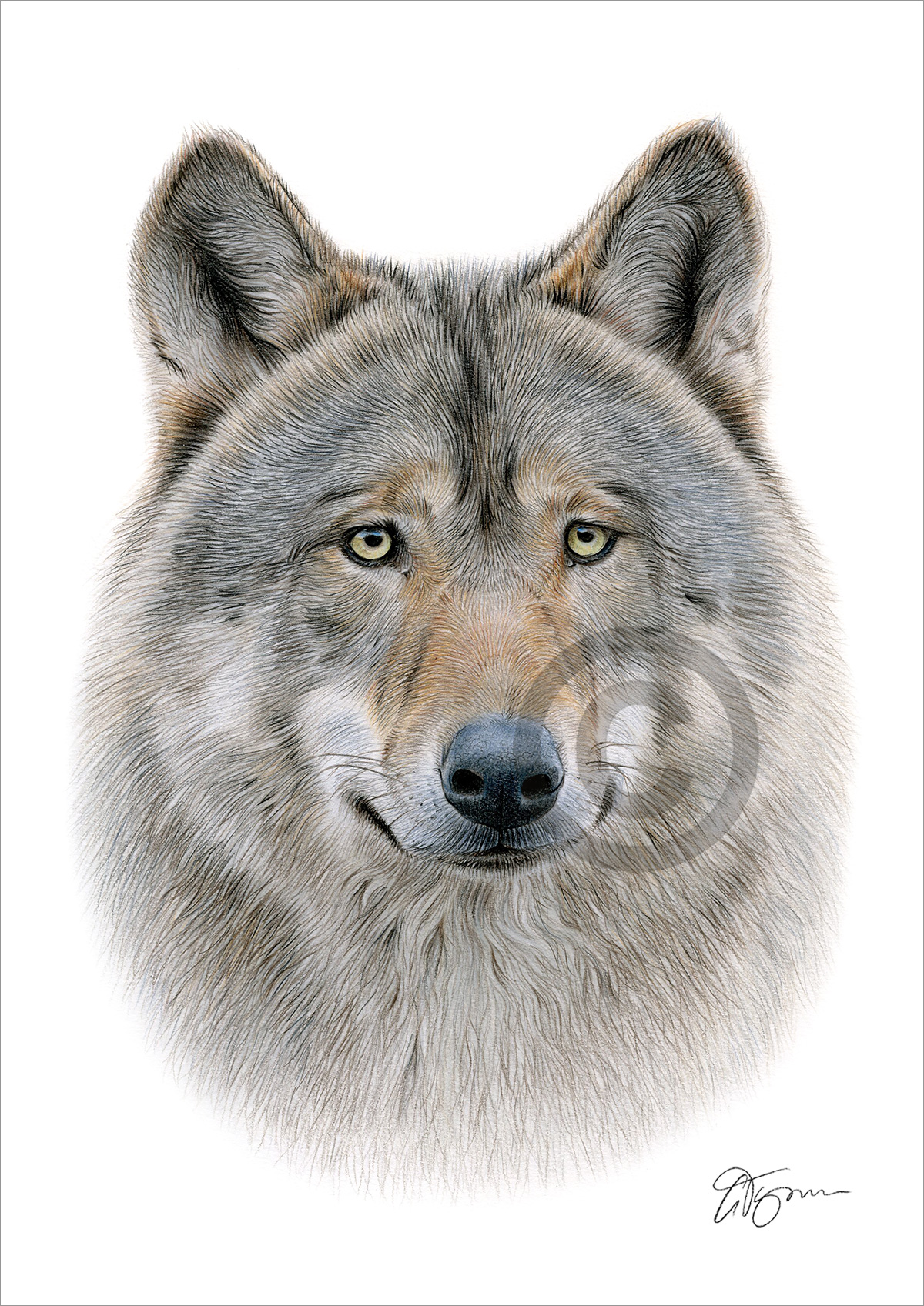 Colour pencil drawing of an adult Grey Wolf Colour pencil drawing of an adult Grey Wolf by artist Gary Tymon