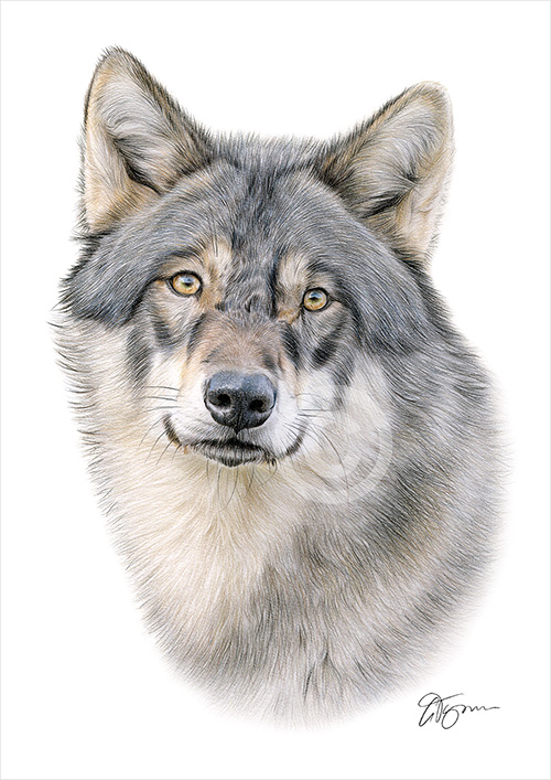 Pencil drawing of a Grey Wolf