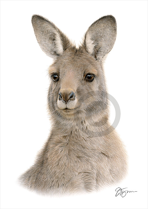 Pencil drawing of a Kangaroo