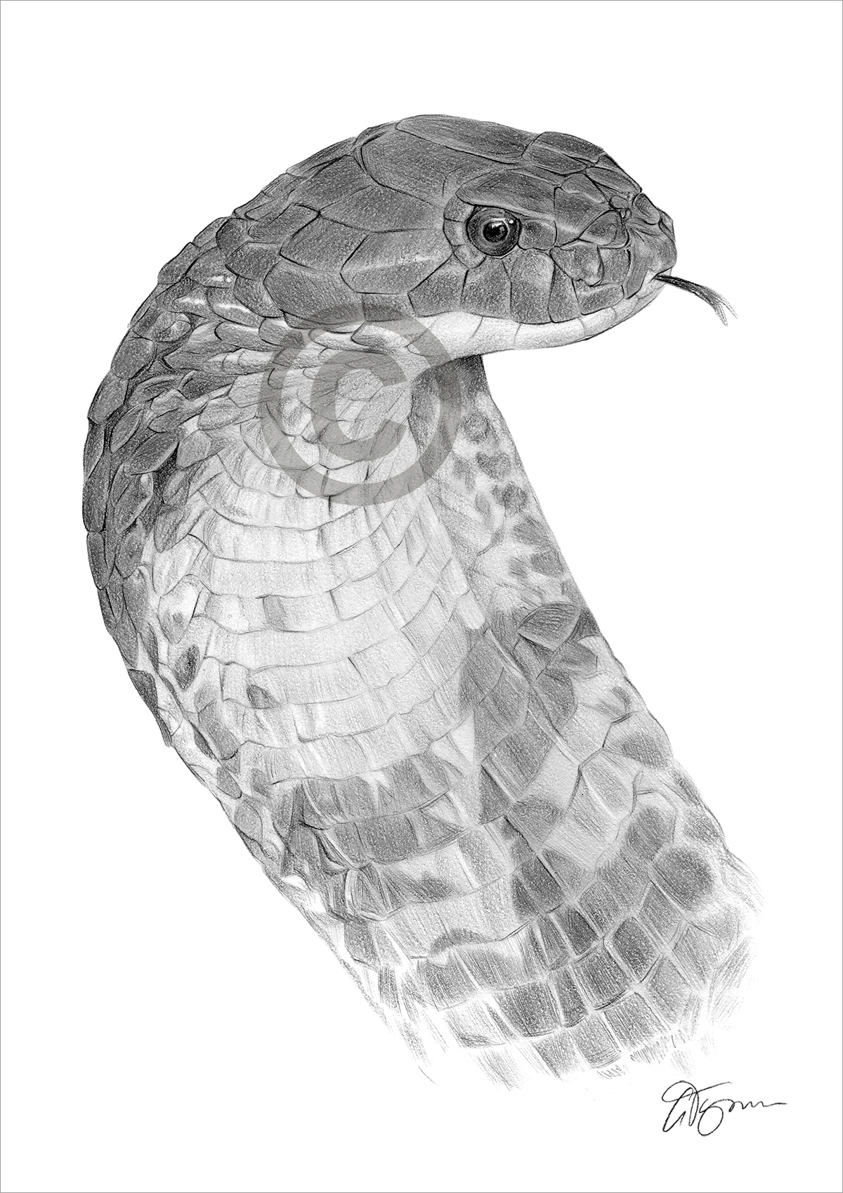 Pencil drawing of a King Cobra Pencil drawing of a King Cobra by artist Gary Tymon