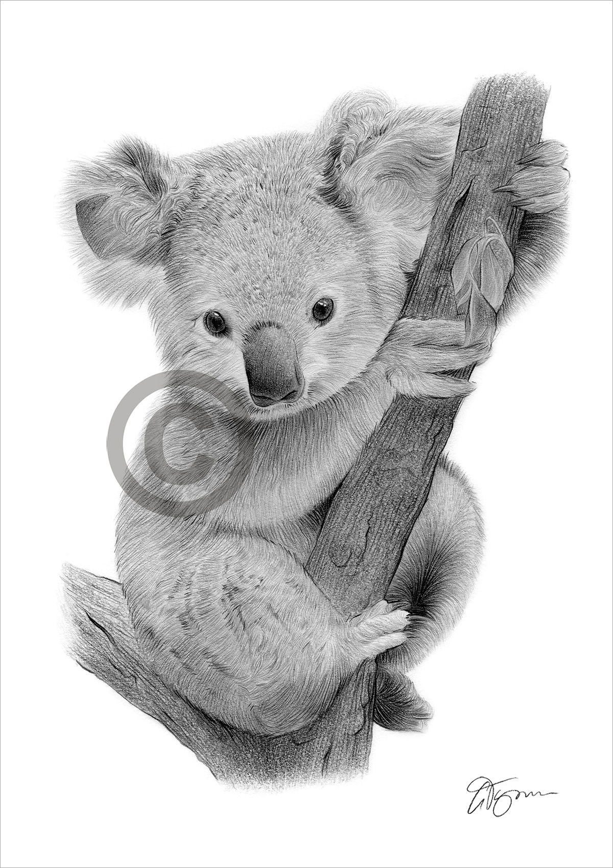 Pencil drawing of a Koala baby Pencil drawing of a Koala baby by artist Gary Tymon