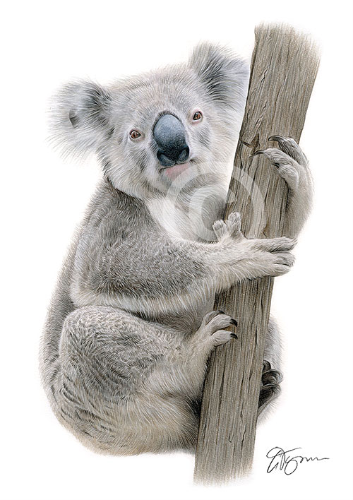 Pencil drawing of a Koala in colour