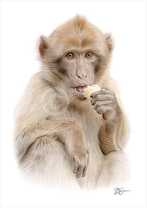 Pencil drawing of a Macaque