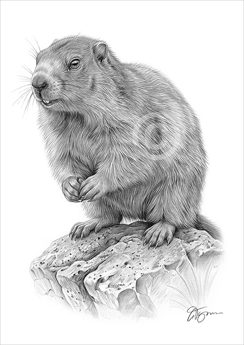 Pencil drawing of a Marmot