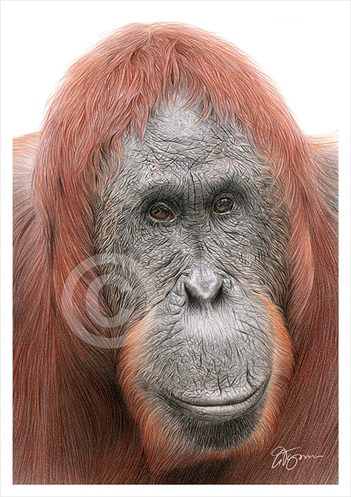 Pencil drawing of an Orangutan in colour