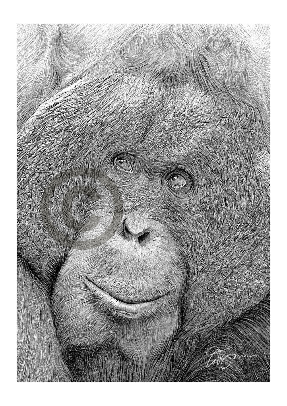 Pencil drawing of an Orangutan Pencil drawing of an Orangutan by artist Gary Tymon