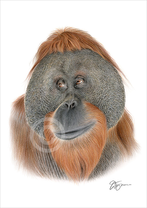 Colour pencil drawing of an Orangutan