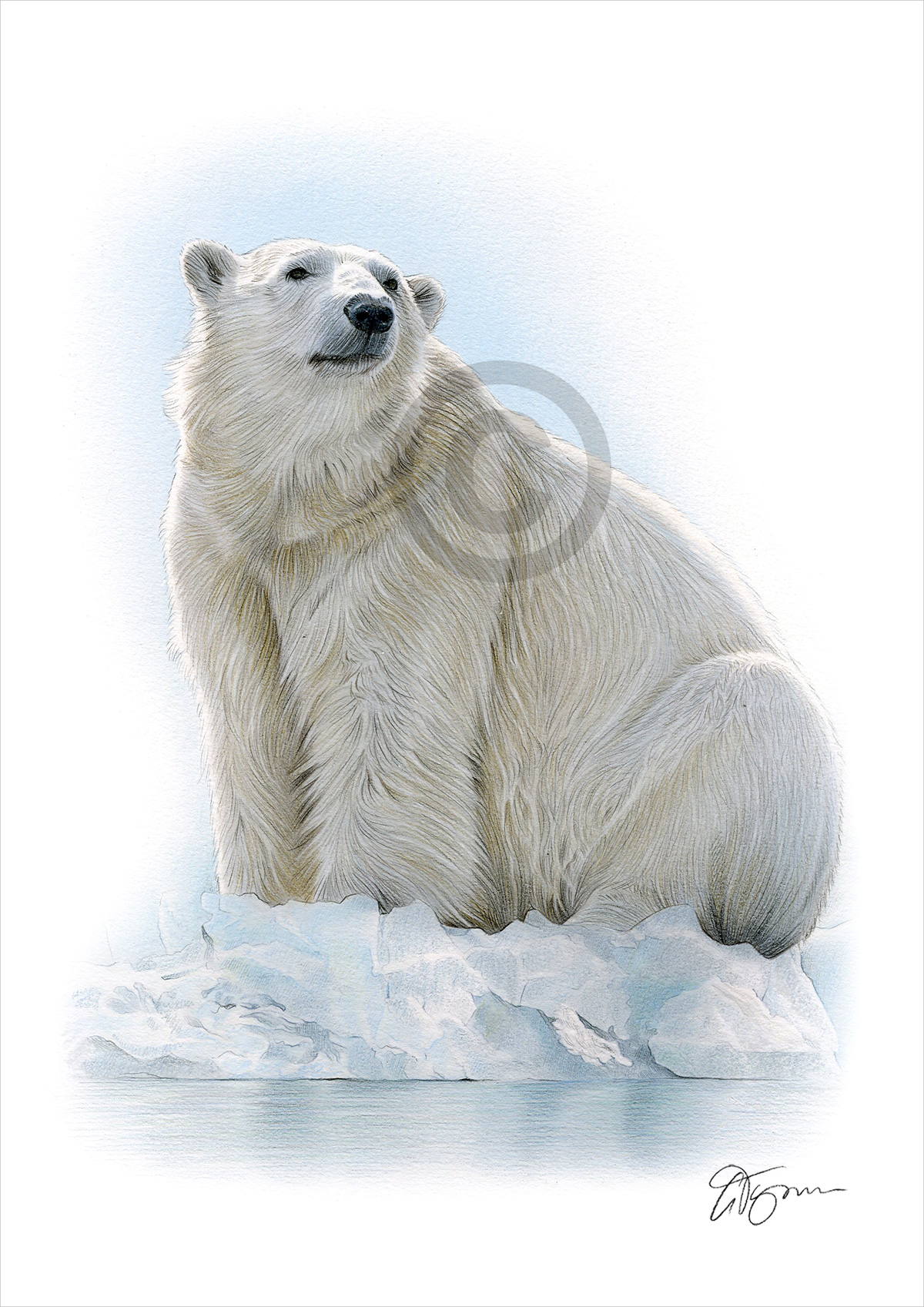 Colour pencil drawing of a polar bear Colour pencil drawing of a Polar Bear by artist Gary Tymon