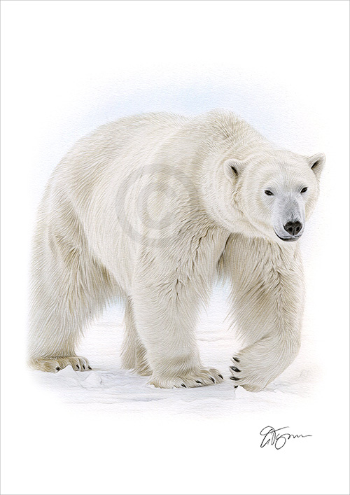 Colour pencil drawing of a Polar Bear in portrait