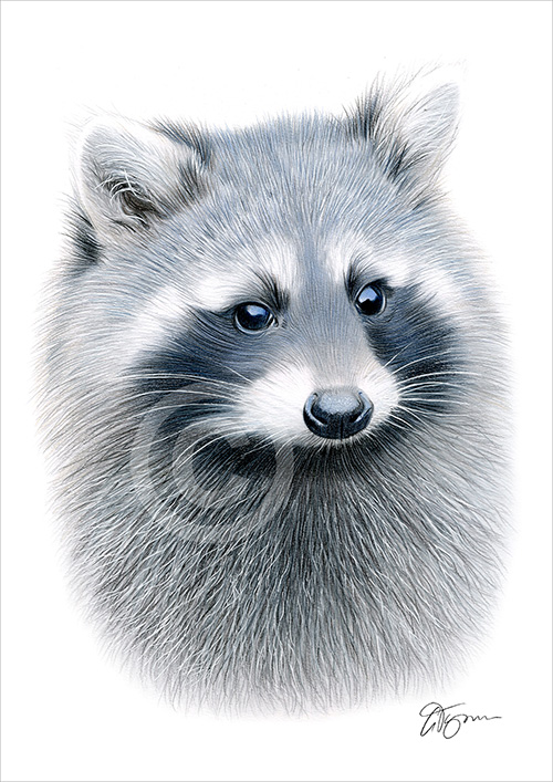 Pencil drawing of a Raccoon in colour