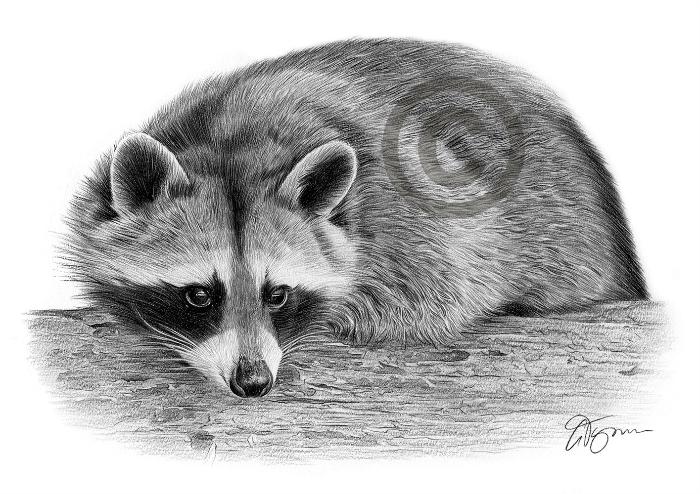 Pencil drawing of a young Raccoon Pencil drawing of a young Raccoon by artist Gary Tymon