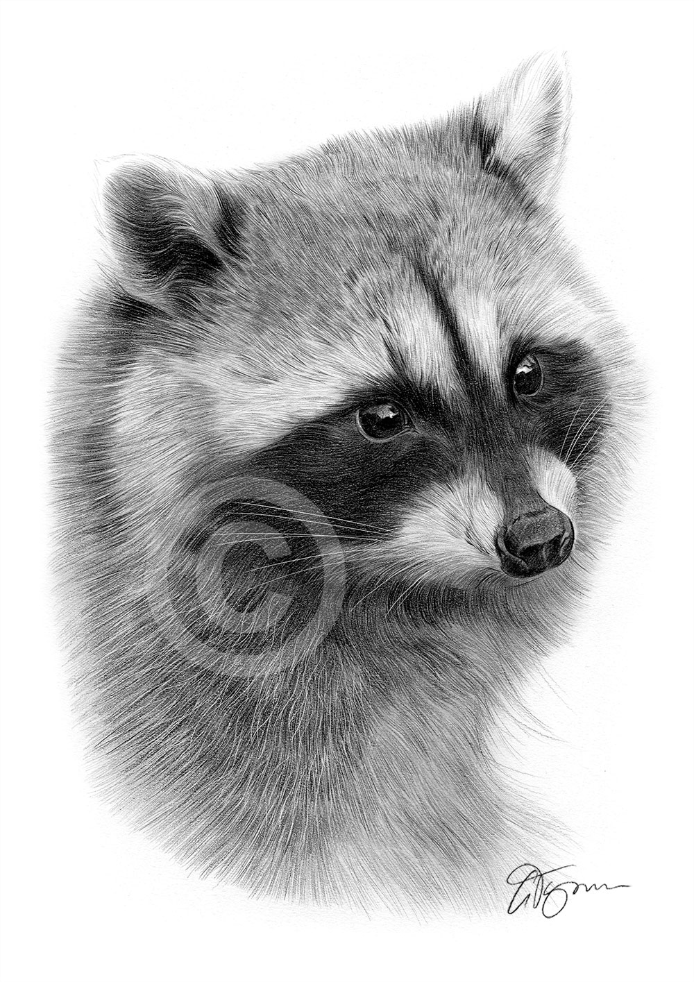 Pencil drawing of an adult raccoon Pencil drawing of an adult Raccoon by artist Gary Tymon