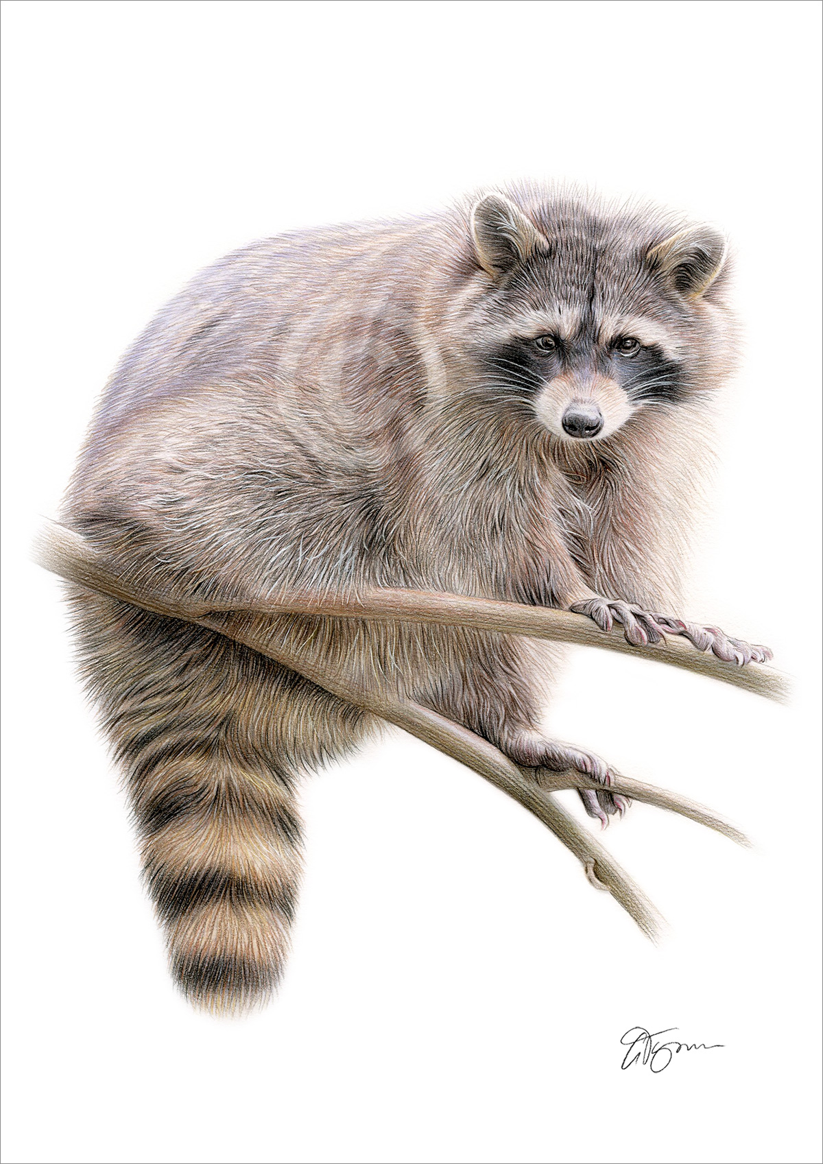 Colour pencil drawing of a Raccoon on a branch by artist Gary Tymon