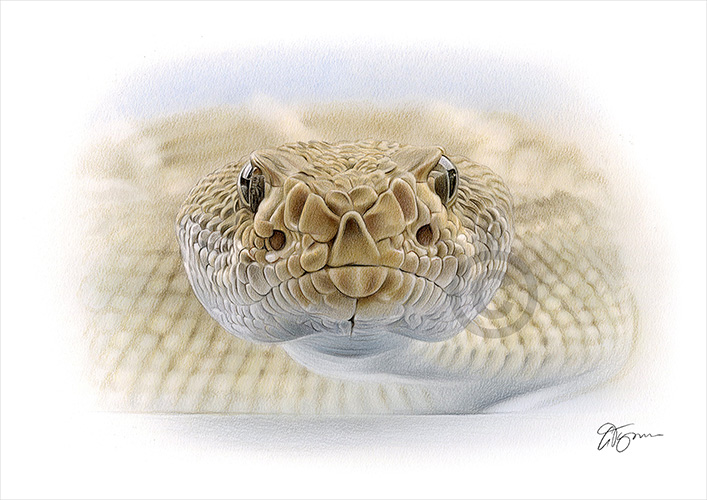 Colour pencil drawing of a Rattlesnake