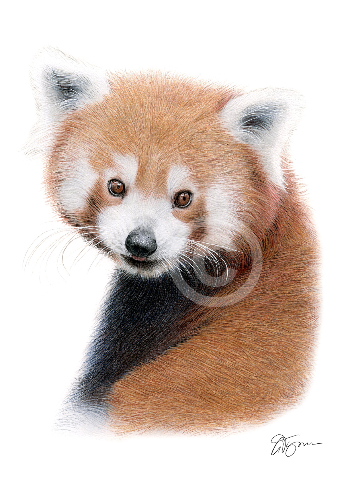 Colour pencil drawing of a Red Panda by artist Gary Tymon