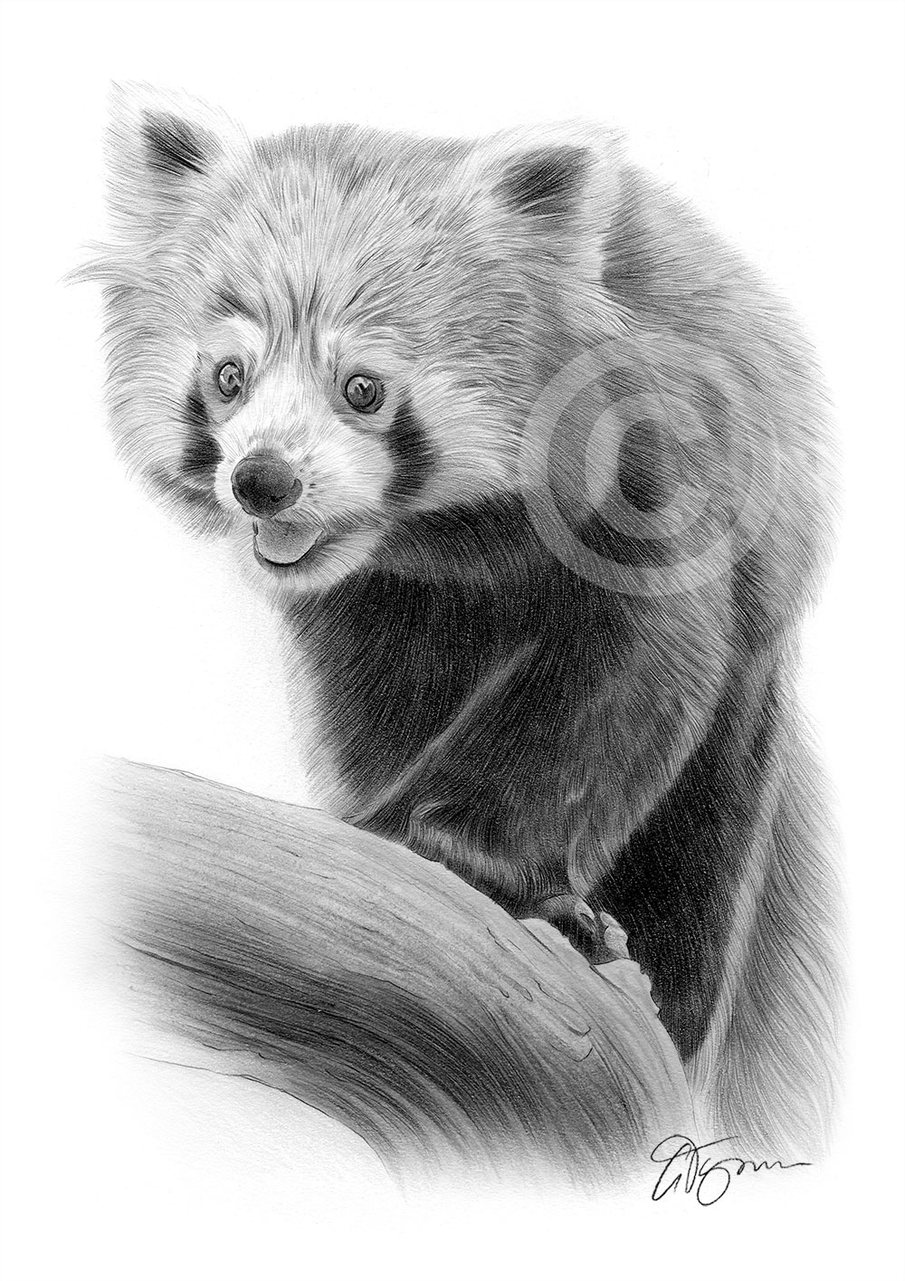Pencil drawing of a red panda Pencil drawing of a red panda by artist Gary Tymon