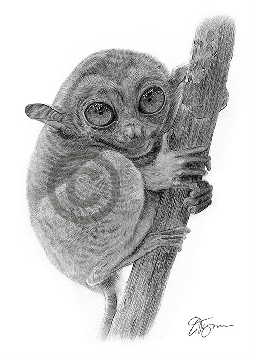 Pencil drawing of a Tarsier Monkey