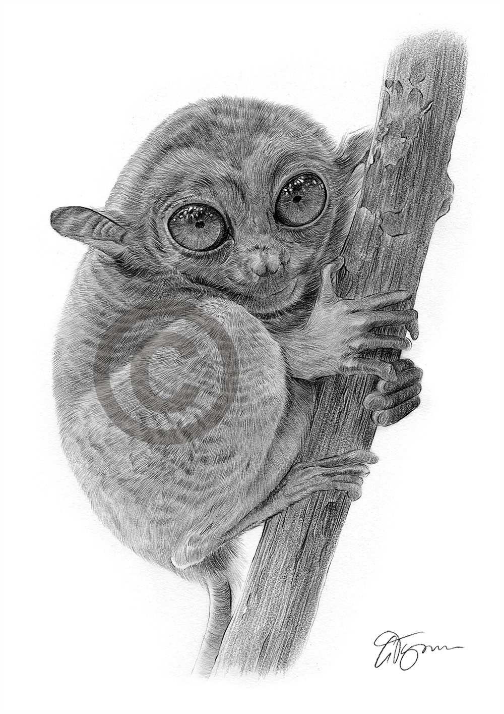 Pencil drawing of a tarsier monkey Pencil drawing of a tarsier monkey by artist Gary Tymon