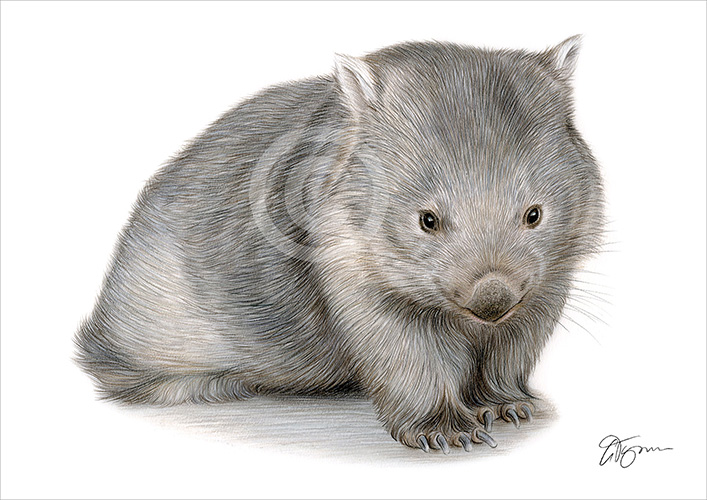 Pencil drawing of a Wombat in colour