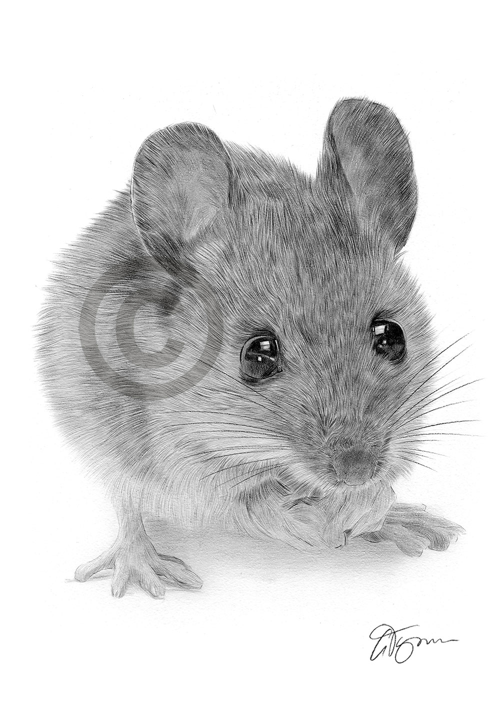 Pencil drawing of a mouse by UK artist Gary Tymon