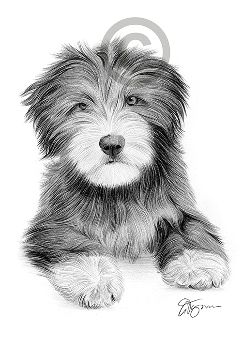 Pencil drawing of a Bearded Collie puppy