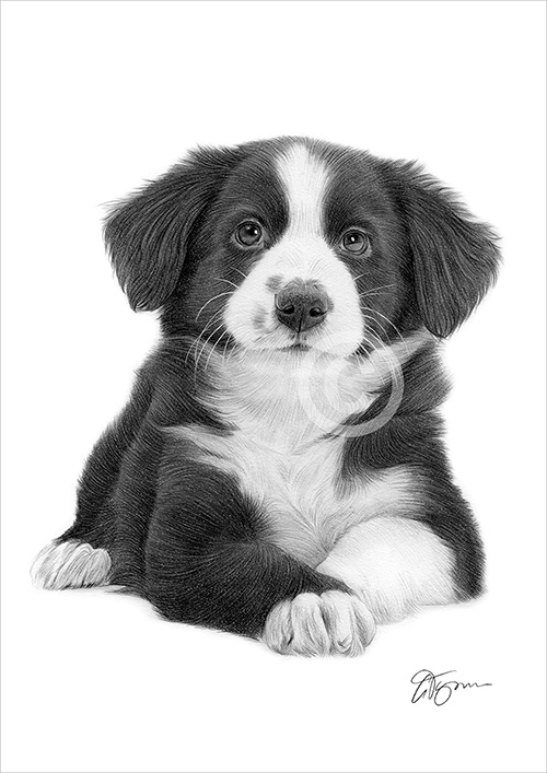 Pencil drawing of a Border Collie puppy