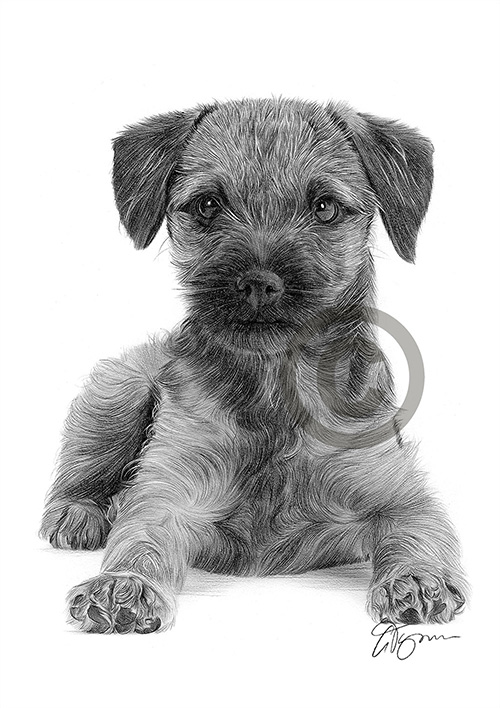 Pencil drawing of a Border Terrier puppy