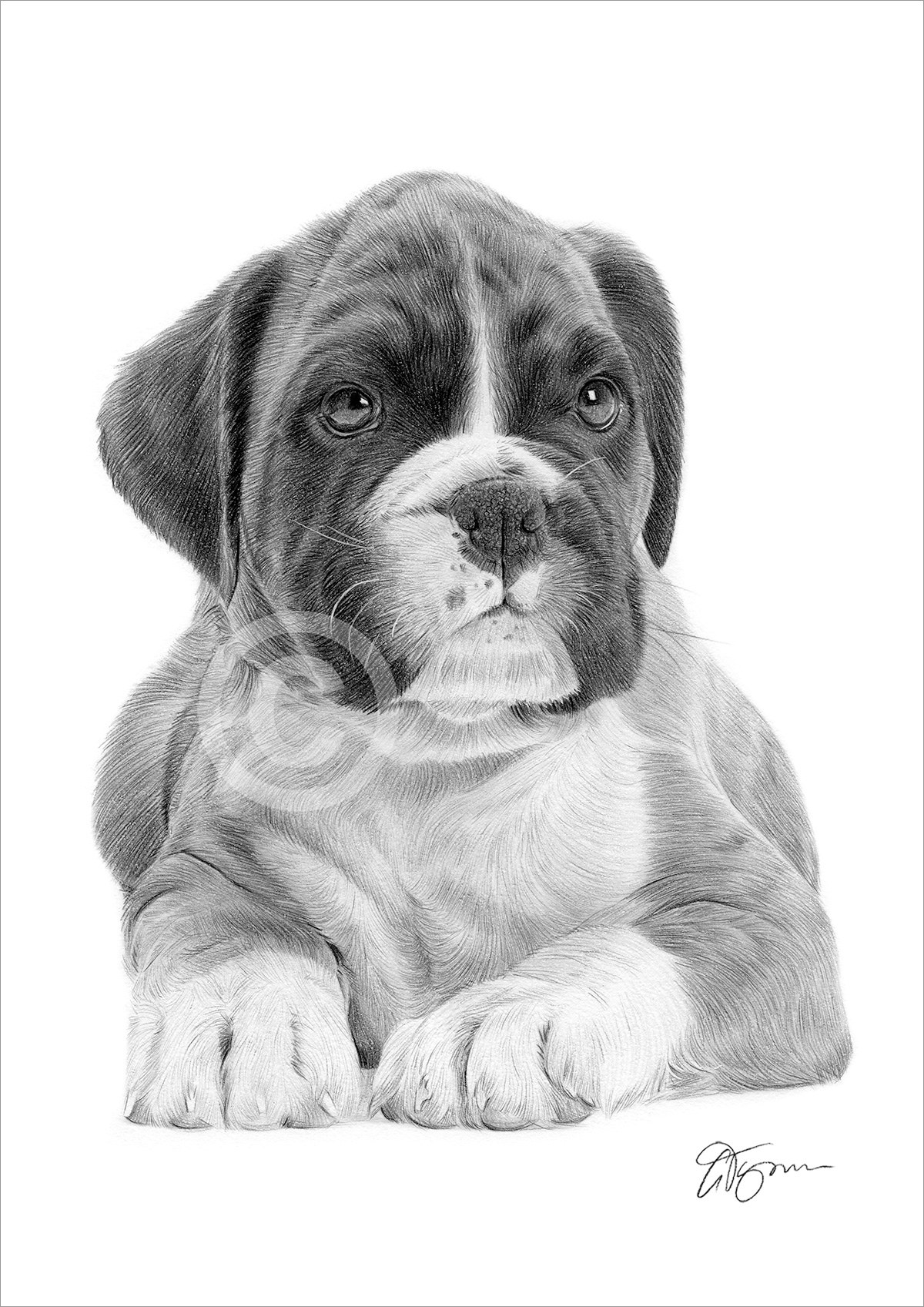 Pencil drawing of a Boxer puppy Pencil drawing of a Boxer puppy by artist Gary Tymon