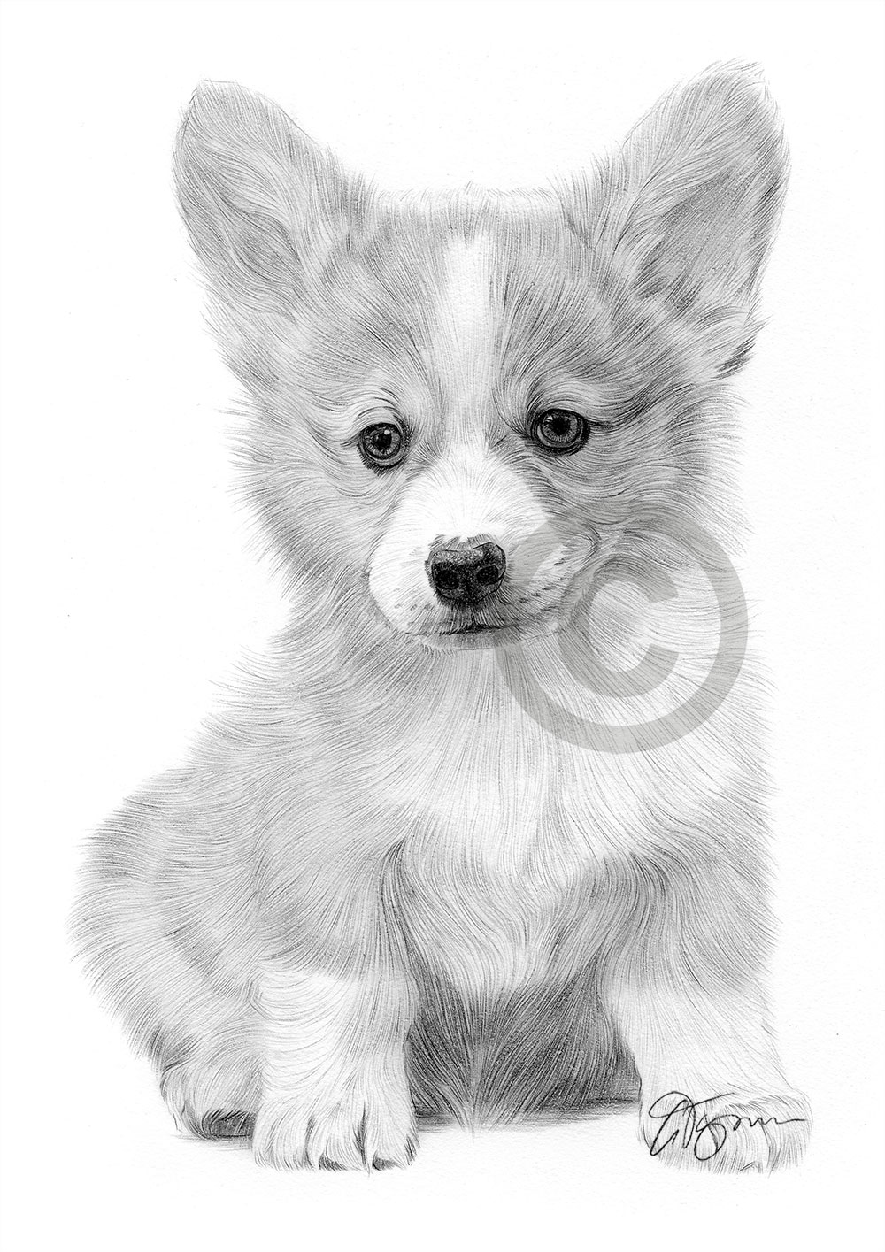 Pencil drawing of a Cardigan Corgi puppy Pencil drawing of a Cardigan Corgi puppy by artist Gary Tymon