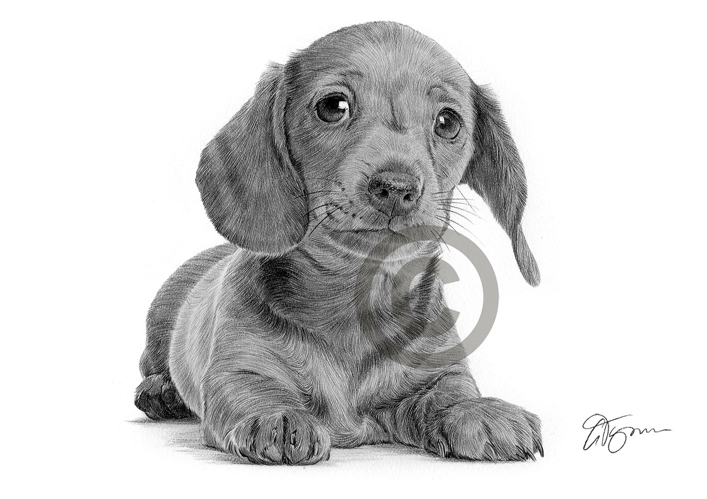 Pencil drawing of a Dachshund puppy Pencil drawing of a Dachshund puppy by artist Gary Tymon