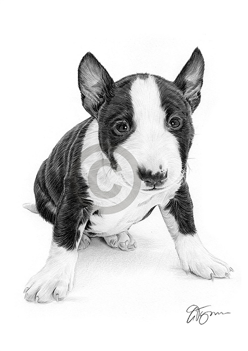 Pencil drawing of an English Bull Terrier puppy