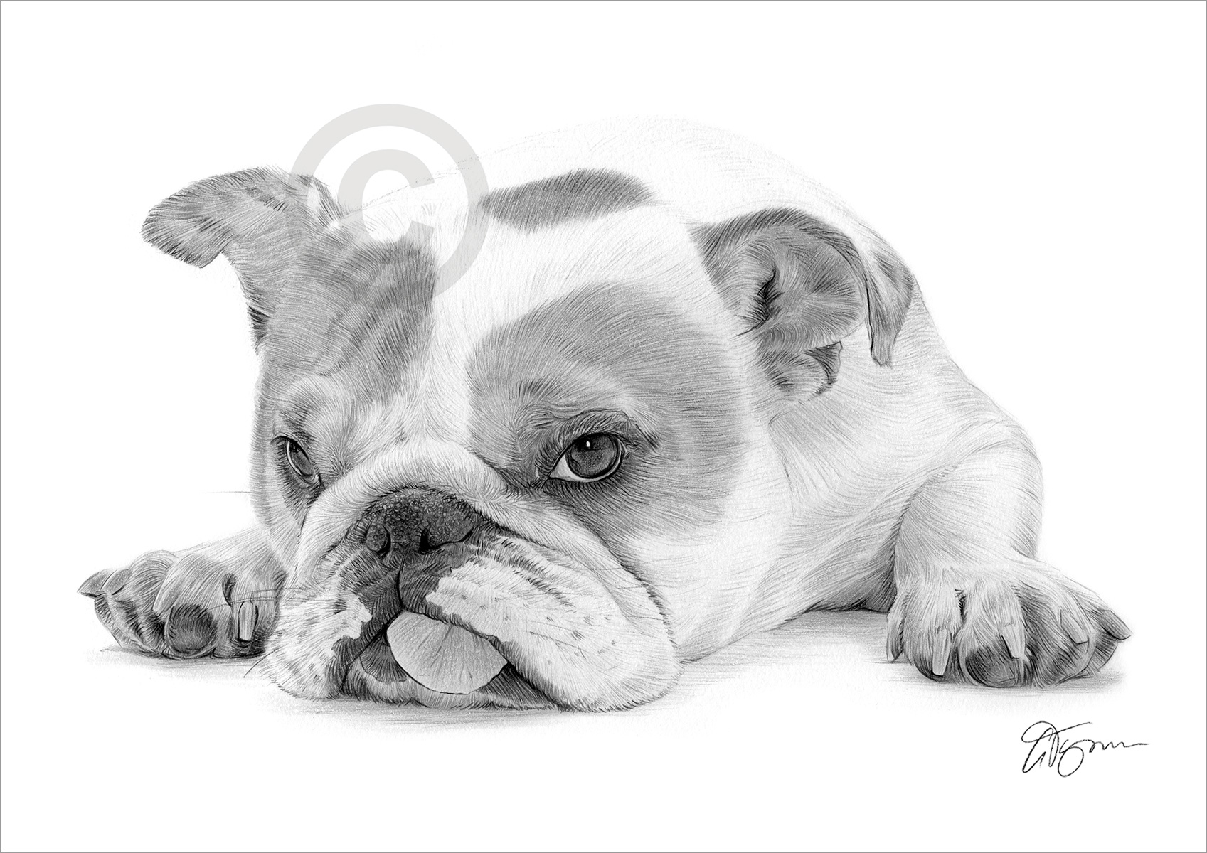 Pencil drawing of a sleepy English Bulldog puppy Pencil drawing of a sleepy English Bulldog puppy by artist Gary Tymon