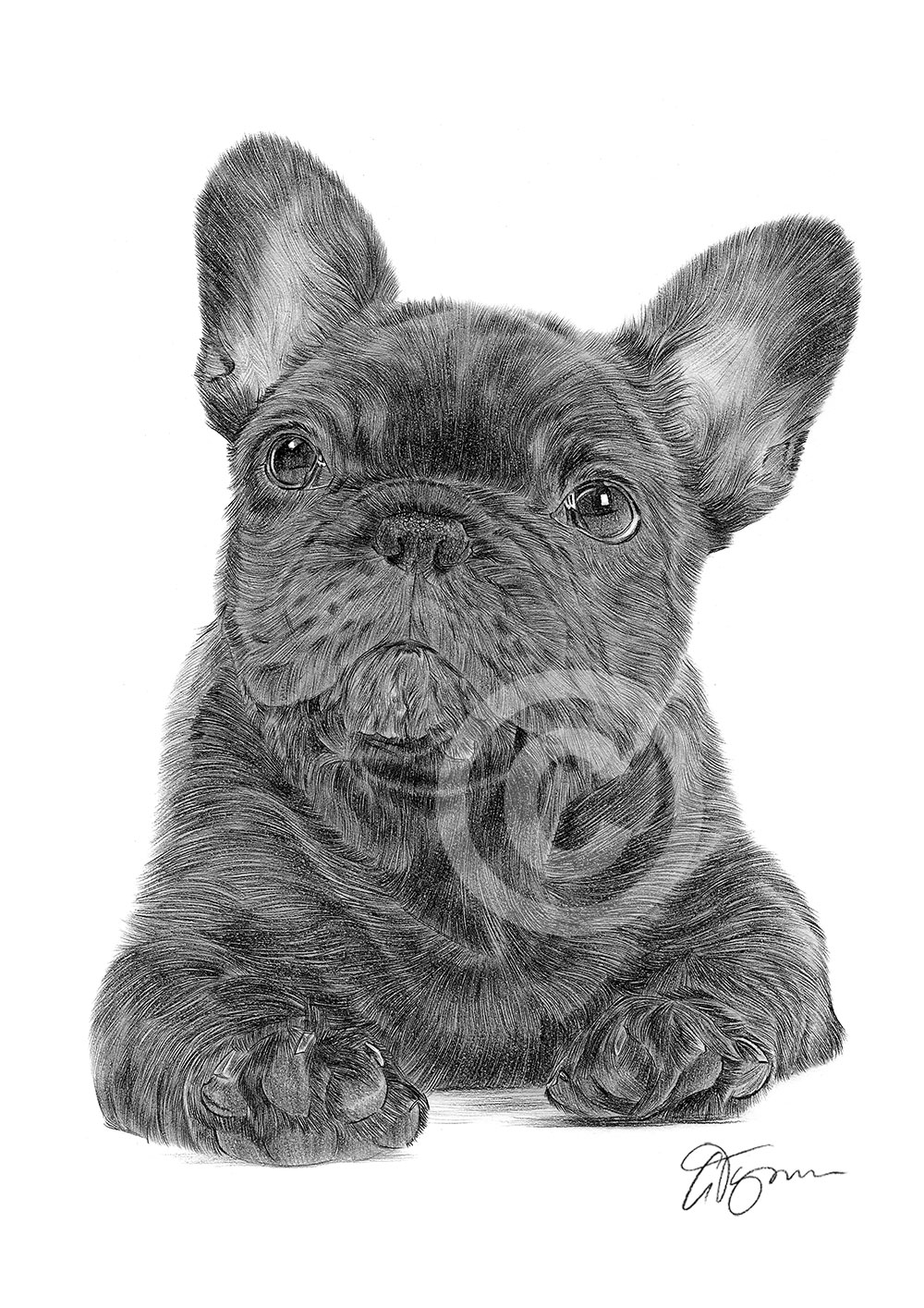 Pencil drawing of a French Bulldog puppy Pencil drawing of a French Bulldog puppy by artist Gary Tymon