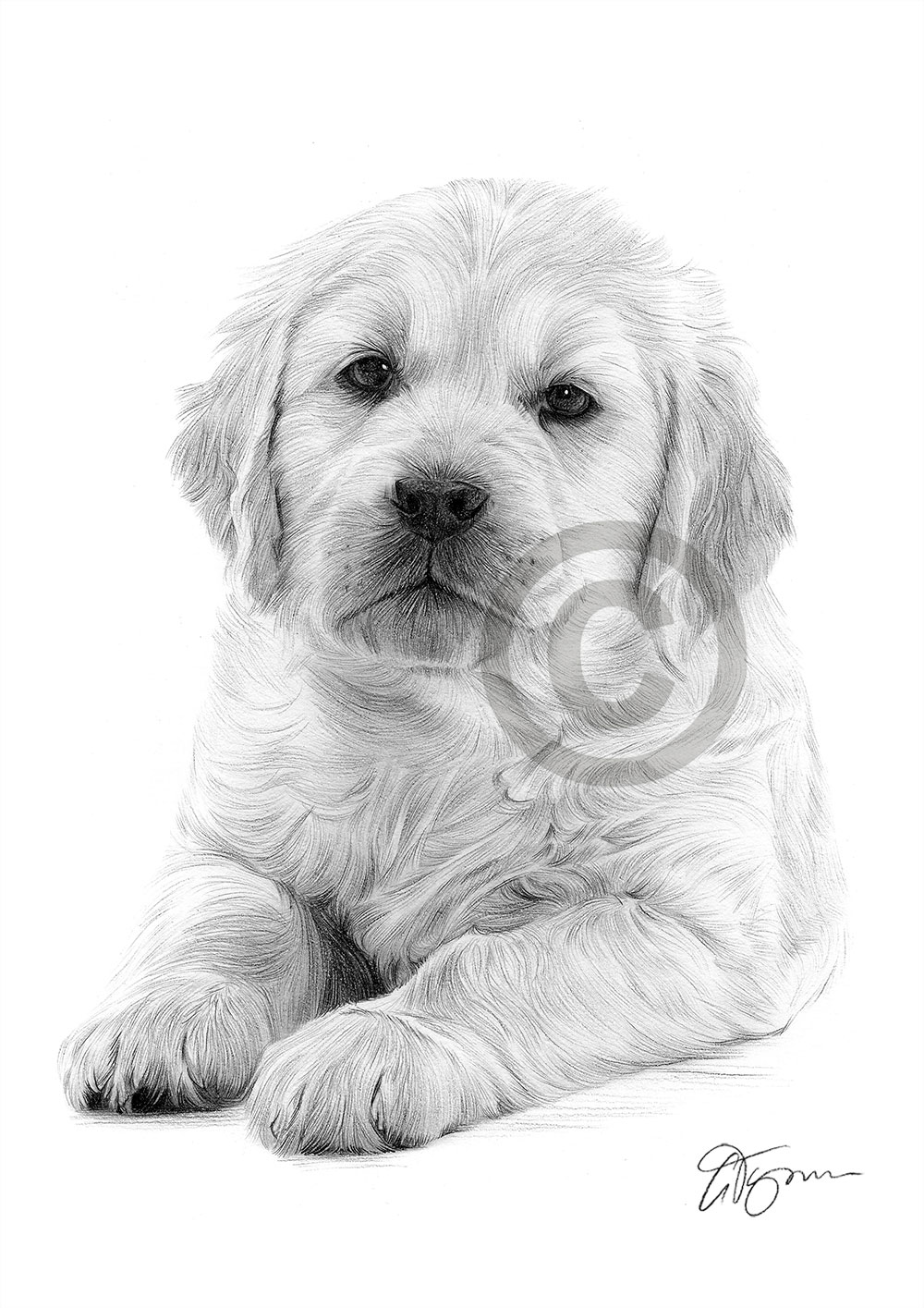 Pencil drawing of a Golden Retriever puppy Pencil drawing of a Golden Retriever puppy by artist Gary Tymon