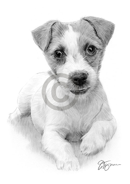 Pencil drawing of a Jack Russell Terrier puppy