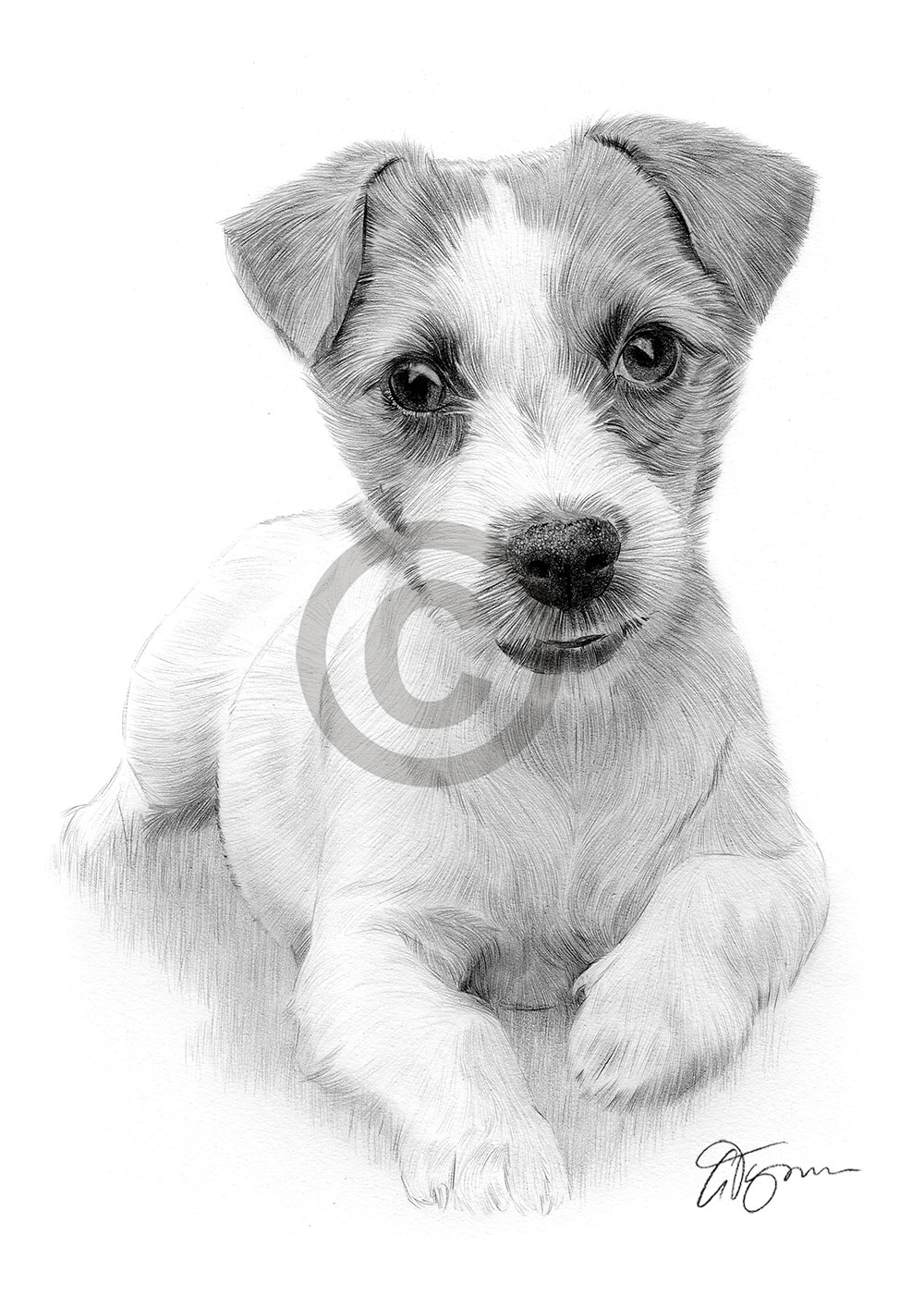 Pencil drawing of a Jack Russell Terrier puppy by artist Gary Tymon