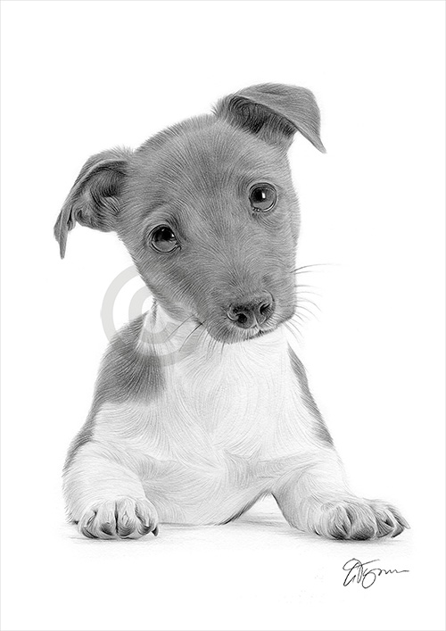Pencil drawing of a young Jack Russell Terrier puppy